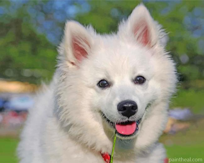 Adorable American Eskimo Dog Painting By Numbers Kits