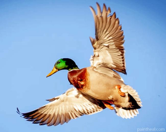 Flying Duck Painting By Numbers Kits