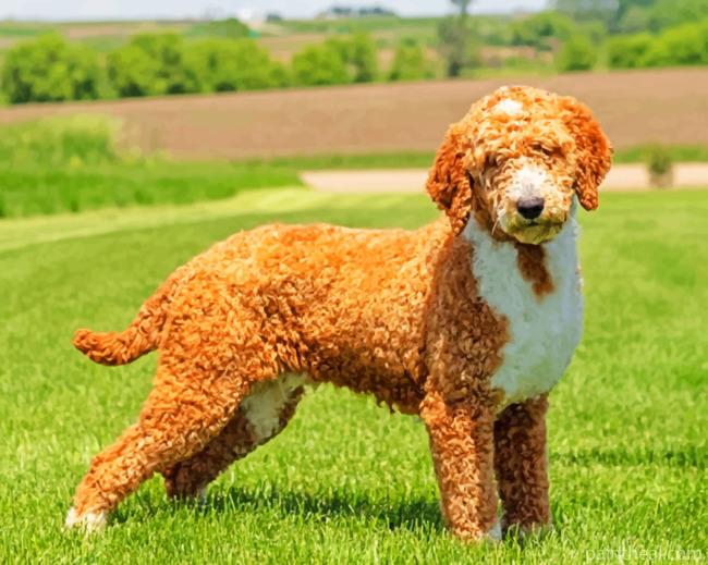Golden Doodle Puppy Painting By Numbers Kits