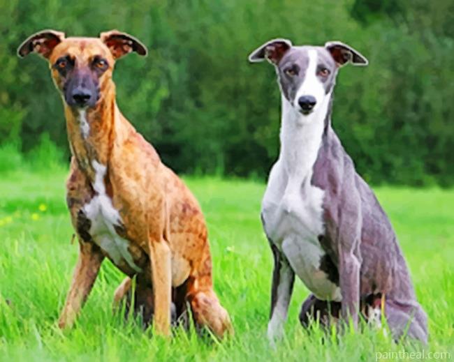 Whippet Dogs Painting By Numbers Kits