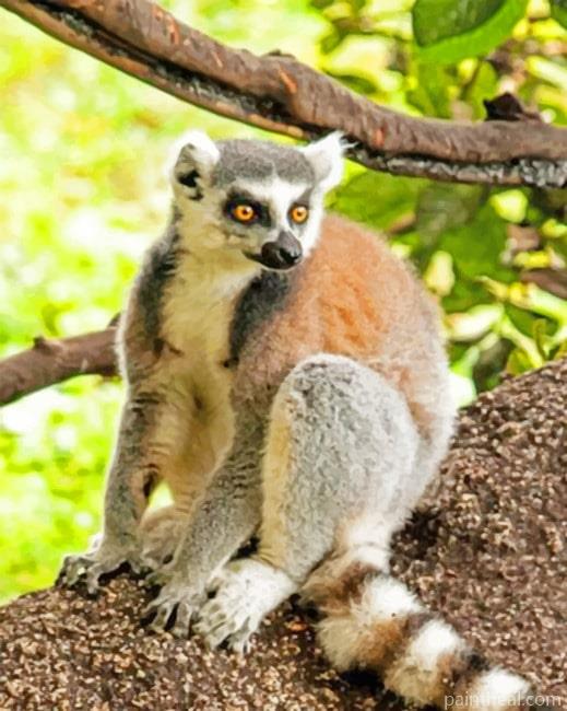 Raing Tailed Lemur Animal Painting By Numbers Kits