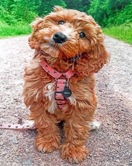 Cockapoo Painting By Numbers Kits