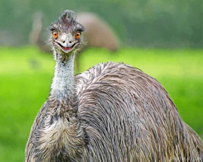 Emu Painting By Numbers Kits