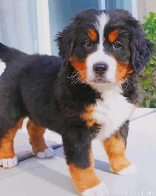 Bernese Mountain Dog Baby Painting By Numbers Kits