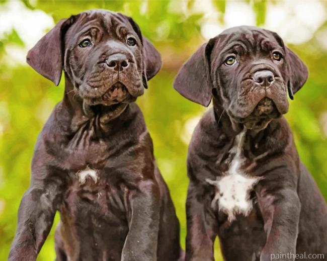 Cane Corso Headers Painting By Numbers Kits