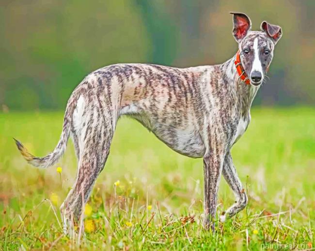 Whippet Lifespan Header Painting By Numbers Kits