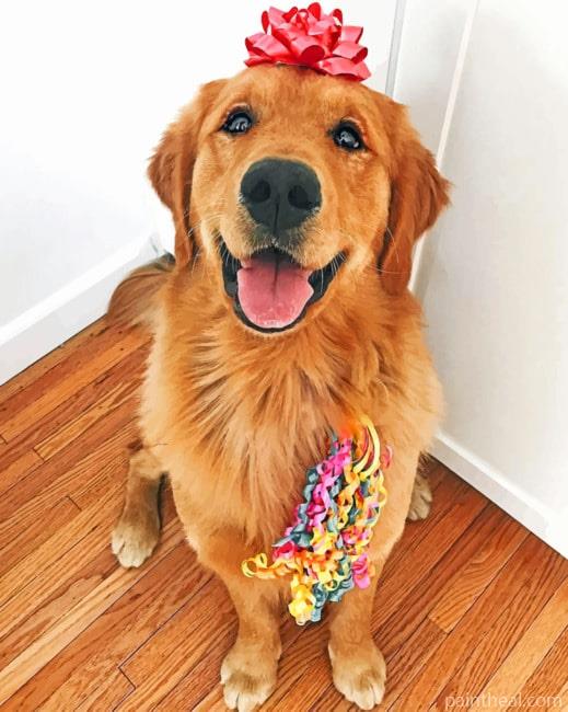 Cute Golden Retriever Standing – 5D Diamond Painting Painting By Numbers Kits
