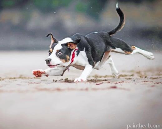 Dog Run After Ball In Beach Painting By Numbers Kits