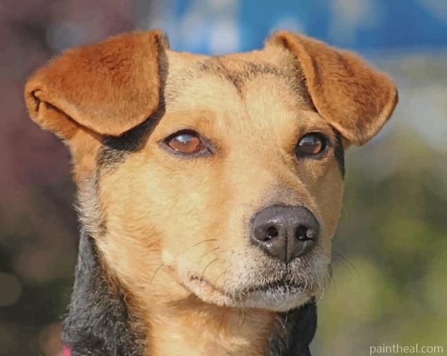 Australian Kelpie Painting By Numbers Kits