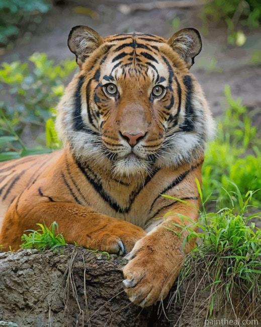Beautiful Tigers Painting By Numbers Kits