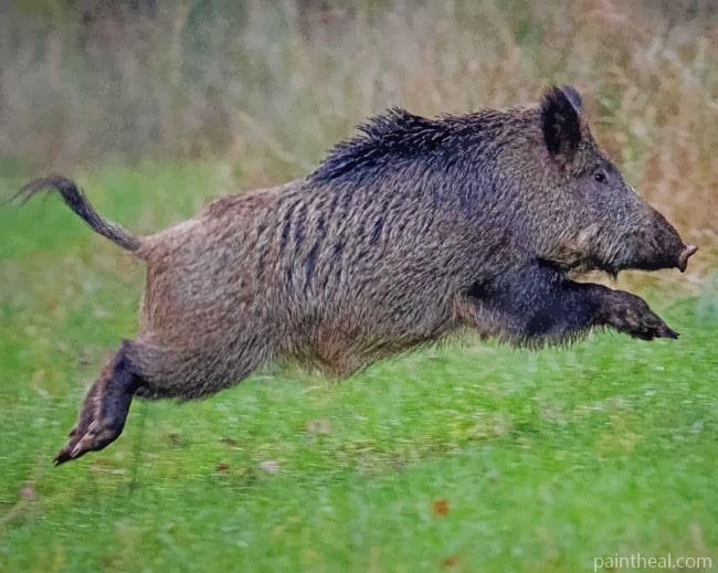Common Wild Pig Painting By Numbers Kits