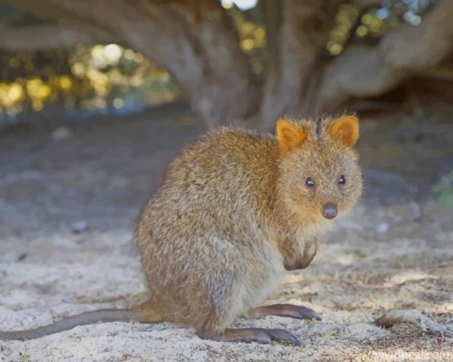 Quokka Animal In Sand Painting By Numbers Kits