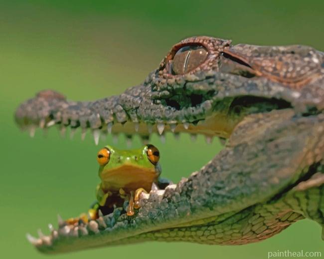 Alligator Eating A Frog Painting By Numbers Kits