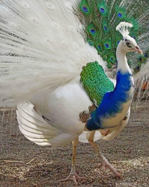 Peacock Partial Leucism Painting By Numbers Kits
