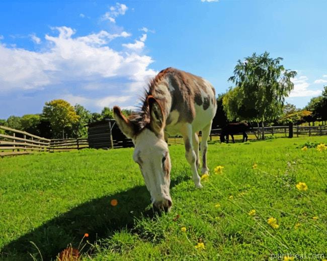 Horse Eating Grass Painting By Numbers Kits