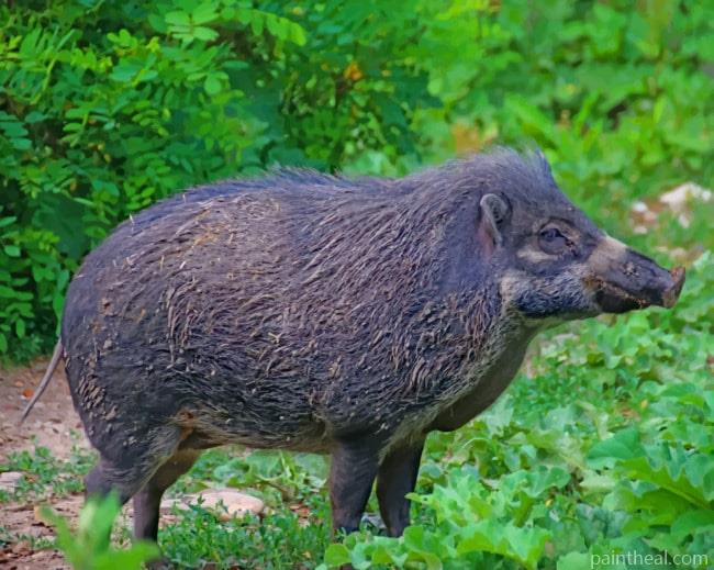 Wild Pig Species Painting By Numbers Kits