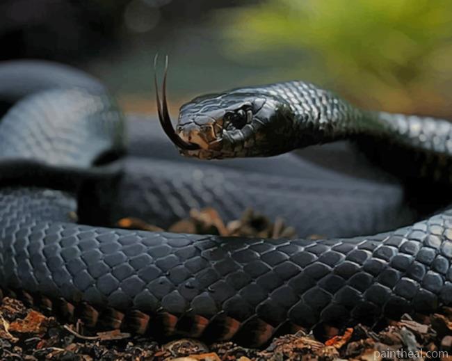 Black Mamba Snake Reptiles Painting By Numbers Kits