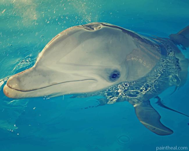 Dolphin Playing With Water Painting By Numbers Kits