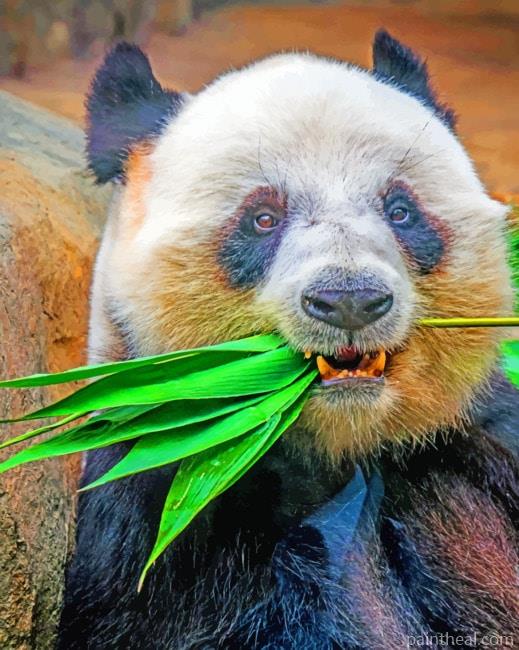 Panda Fangs Painting By Numbers Kits