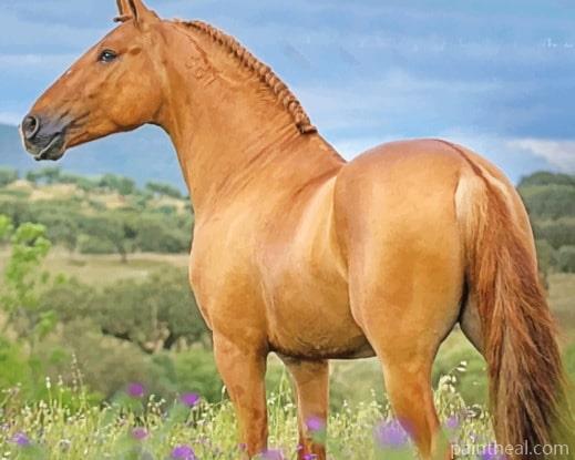 Brown Lusitano Horse Painting By Numbers Kits