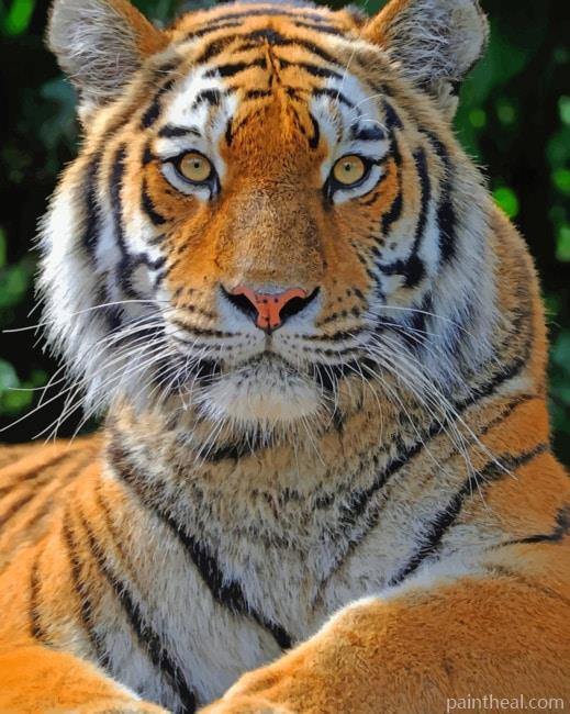 Siberian Tiger Portrait Painting By Numbers Kits