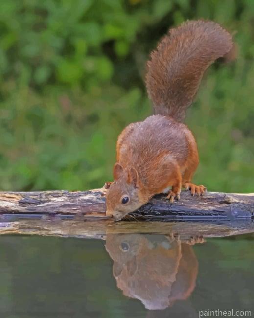 Squirrel Drinking Water Painting By Numbers Kits