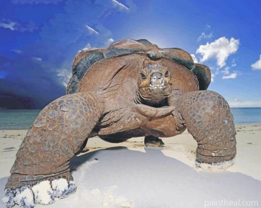 Big Tortoise Painting By Numbers Kits