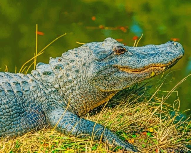 Alligator Resting Near A Lake Painting By Numbers Kits