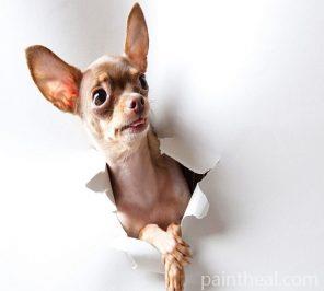 Chihuahua Dog – 5D Diamond Painting Painting By Numbers Kits