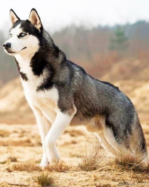 Siberian Husky Dog – 5D Diamond Painting Painting By Numbers Kits