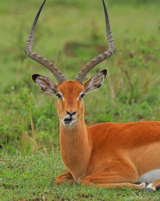 Adorable Antelope Painting By Numbers Kits