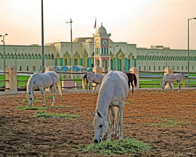 White Arabian Horse Painting By Numbers Kits