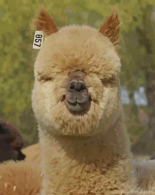 Alpaca Portrait Painting By Numbers Kits
