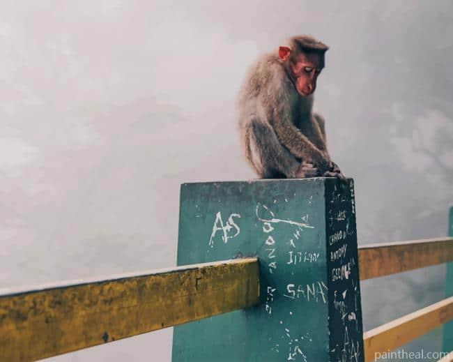 Snow Monkey In Japan Painting By Numbers Kits