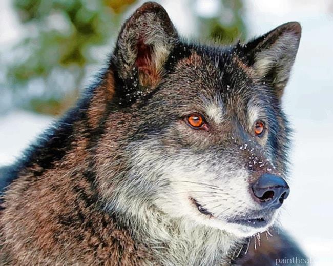 Grey Wolf With Red Eyes Painting By Numbers Kits