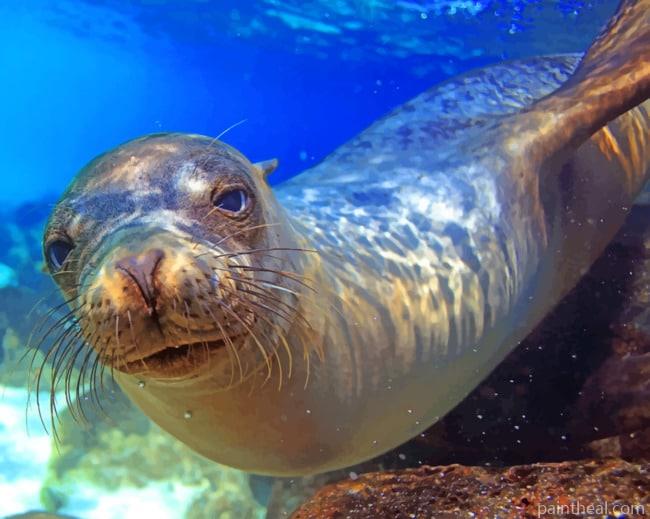 Sea Lion Galapagos Island Painting By Numbers Kits