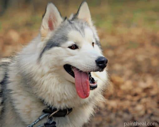 Cute Siberian Husky – 5D Diamond Painting Painting By Numbers Kits