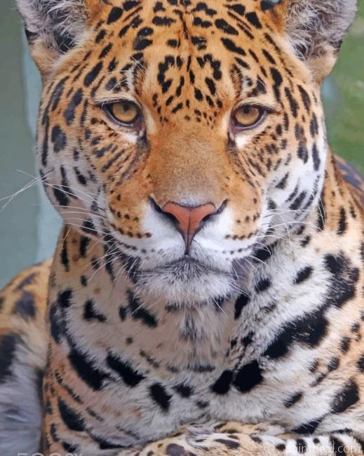 Jaguar Animal Painting By Numbers Kits