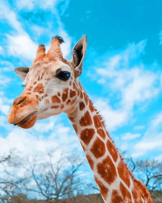 Aesthetic Giraffe And Sky Painting By Numbers Kits