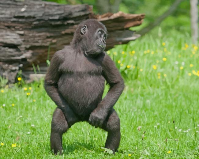 Small Gorilla In Jungles Painting By Numbers Kits