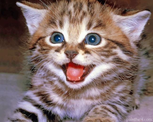 Grey Little Kitten Painting By Numbers Kits