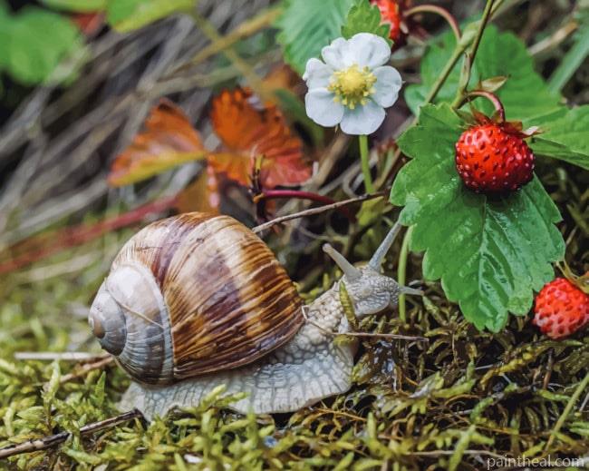 Brown Snail Fragaria Painting By Numbers Kits