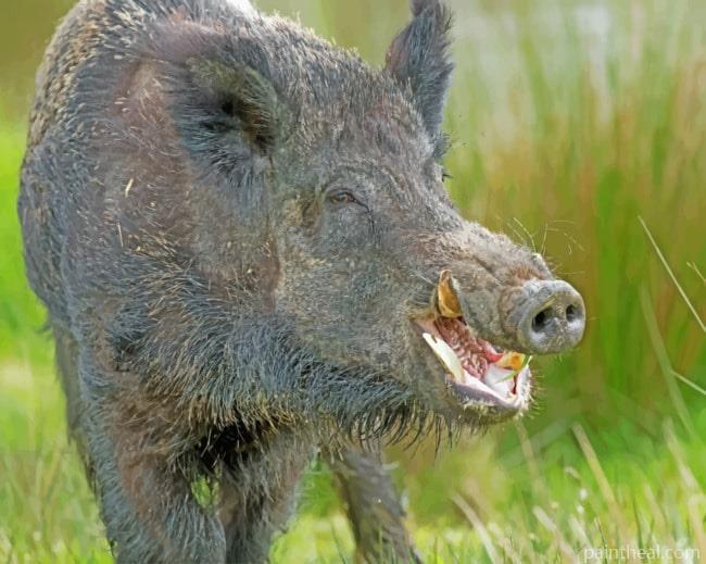 Wild Boar Pig Painting By Numbers Kits