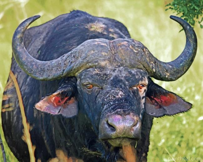 South African Banteng Painting By Numbers Kits