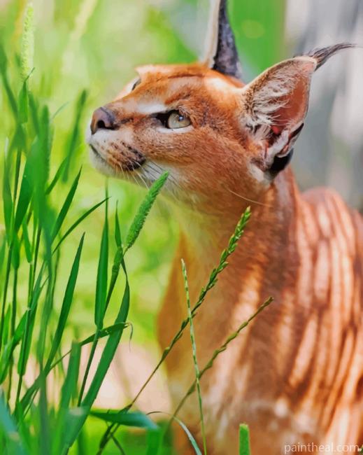 Caracal Cat In The Sun Painting By Numbers Kits