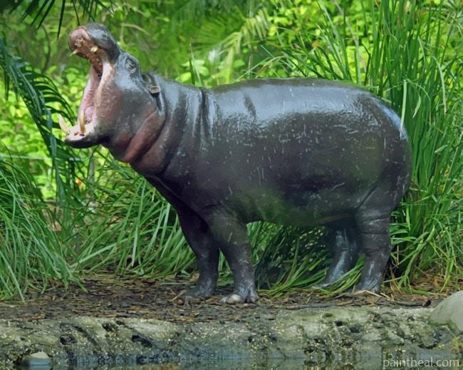 Pygmy Hippopotamus With Opened Mouth Painting By Numbers Kits