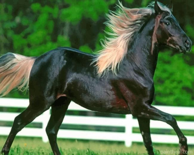 Black Horse Running Painting By Numbers Kits