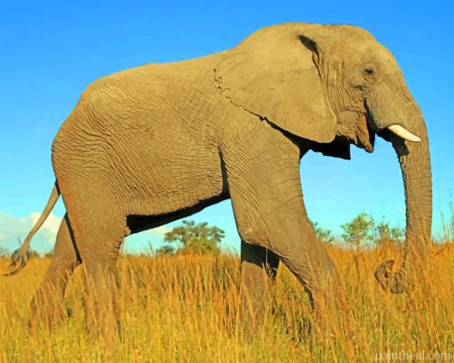 Giant African Elephant Painting By Numbers Kits