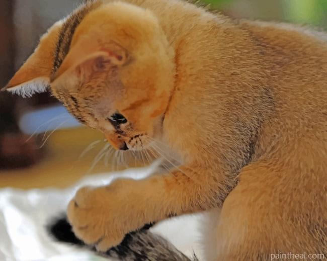 Brown Kitten Playing Painting By Numbers Kits