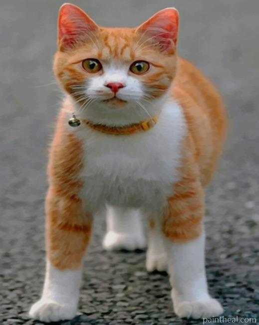Orange Cat Painting By Numbers Kits